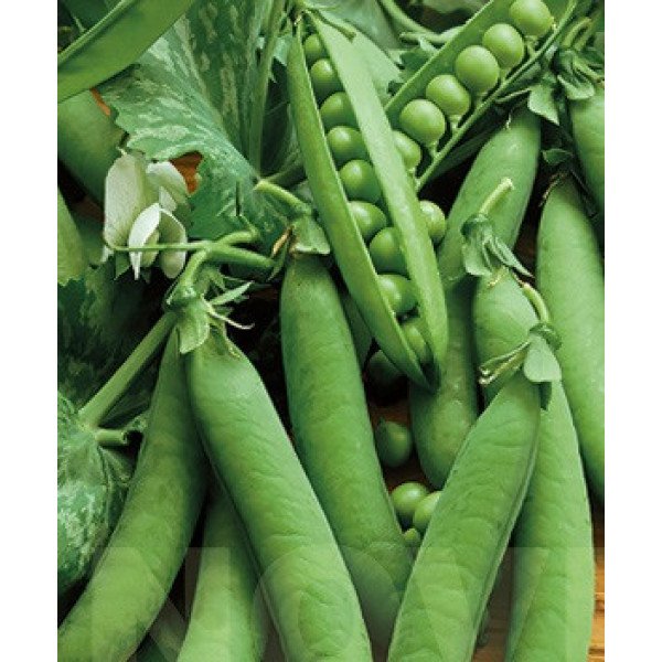 Насіння гороху Преладо /30 г/ *Геліос*