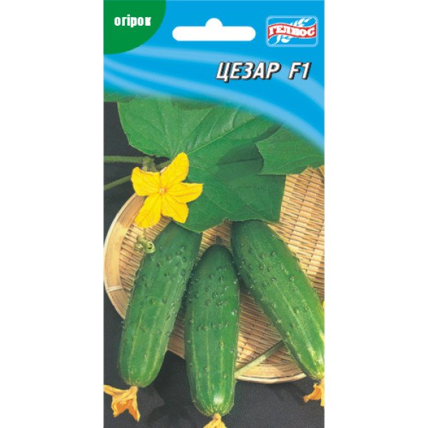 Огурец Цезарь F1 /20 семян/ *Гелиос*