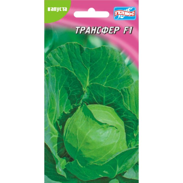 Насіння капусти білоголової Трансфер F1 /50 насінин/ *Геліос*