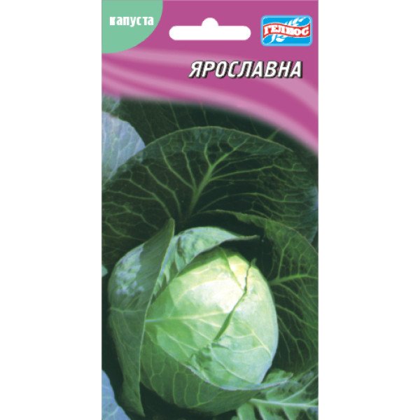 Насіння капусти білоголової Ярославна /150 насінин/ *Геліос*