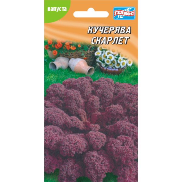 Насіння капусти листової Скарлет /30 насінин/ *Геліос*