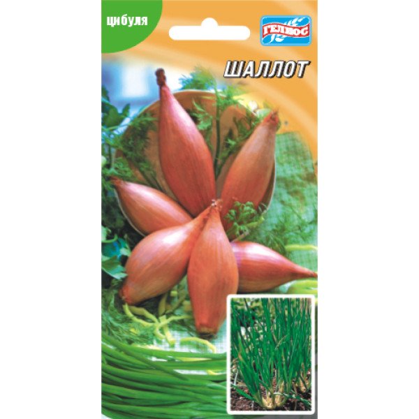 Насіння цибулі-шалот /100 насінин/ *Геліос*