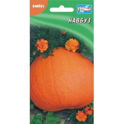 Тыква Кавбуз /5 семян/ *Гелиос*