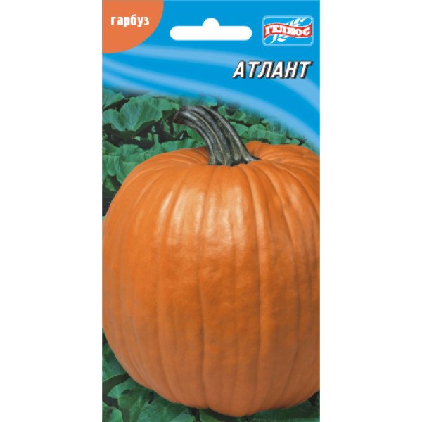 Семена тыквы Атлант /6 семян/ *Гелиос*
