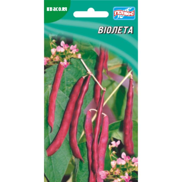 Насіння квасолі Віолета /20 насінин/ *Геліос*