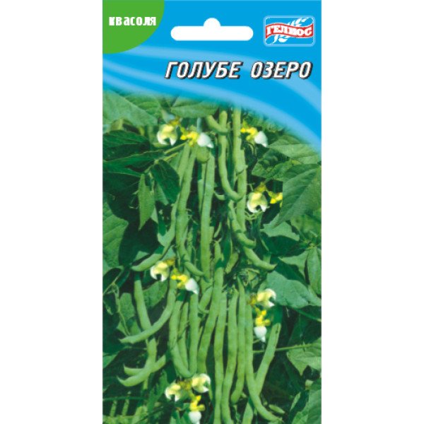 Насіння квасолі Голубе озеро /10 насінин/ *Геліос*
