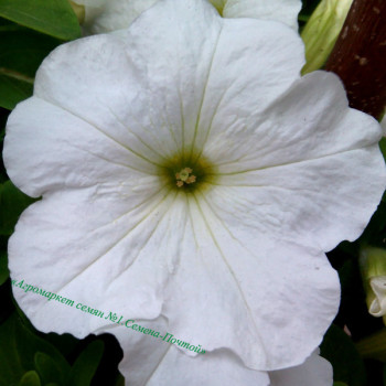 Петунія Танака White /500 драже/ *Kitano Seeds*