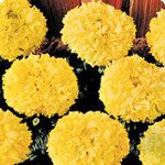 Чорнобривці Чикаго Gold /500 насінин/ *Kitano Seeds*