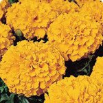 Бархатцы Чикаго Orange /500 семян/ *Kitano Seeds*