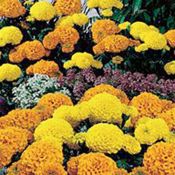 Насіння чорнобривців американських Чикаго Formula Mix /500 насінин/ *Kitano Seeds*