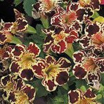 Мимулюс Окинава Yellow Blotch /100 драже/ *Kitano Seeds*