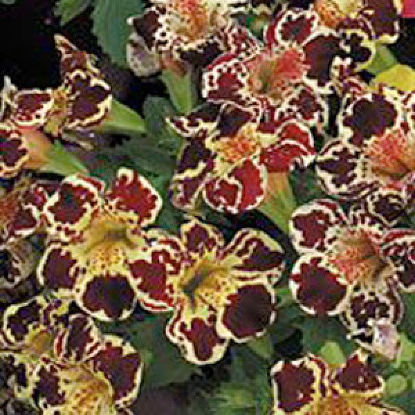 Насіння мімулюса Окінава Yellow Blotch /100 драже/ *Kitano Seeds*