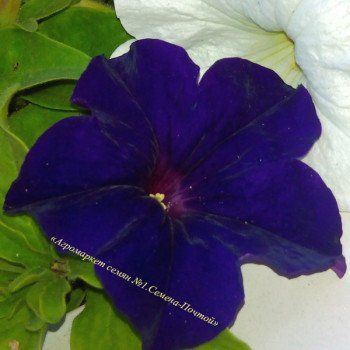 Петунія Танака Blue /500 драже/ *Kitano Seeds*