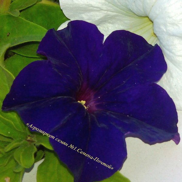 Насіння петунії великоквіткової Танака Blue /500 драже/ *Kitano Seeds*