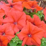 Петуния Танака Red /250 драже/ *Kitano Seeds*