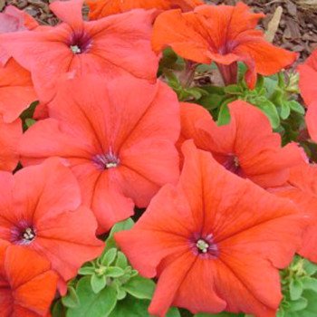 Петунія Танака Red /250 драже/ *Kitano Seeds*