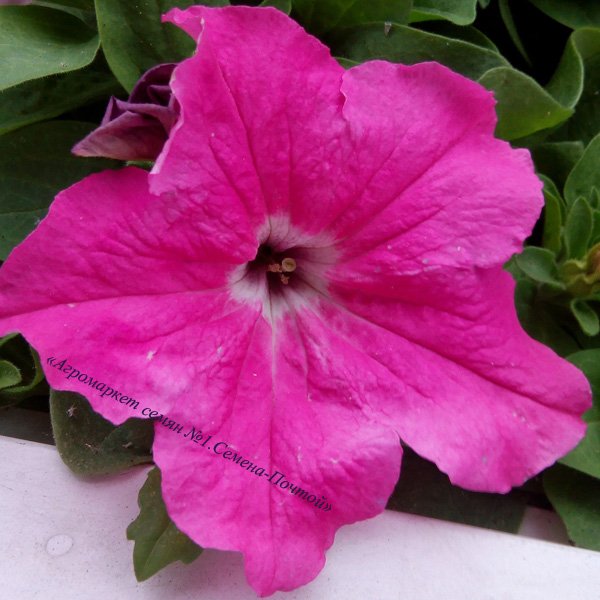 Насіння петунії великоквіткової Танака Deep Rose /250 драже/ *Kitano Seeds*