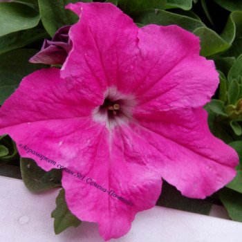 Петунія Танака Deep Rose /500 драже/ *Kitano Seeds*