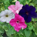 Петунія Танака Mix /250 драже/ *Kitano Seeds*