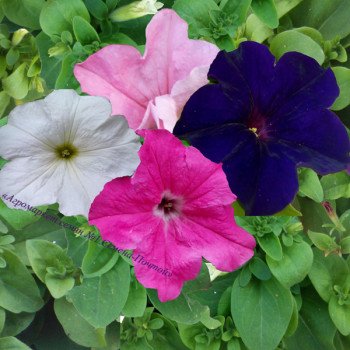 Петунія Танака Mix /250 драже/ *Kitano Seeds*