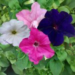 Петунія Танака Mix /500 драже/ *Kitano Seeds*