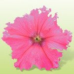 Петуния Кобаяши Rose /250 драже/ *Kitano Seeds*