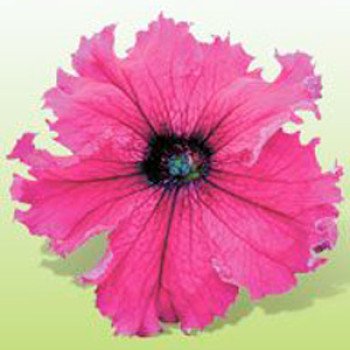 Петуния Кобаяши Ruby /250 драже/ *Kitano Seeds*