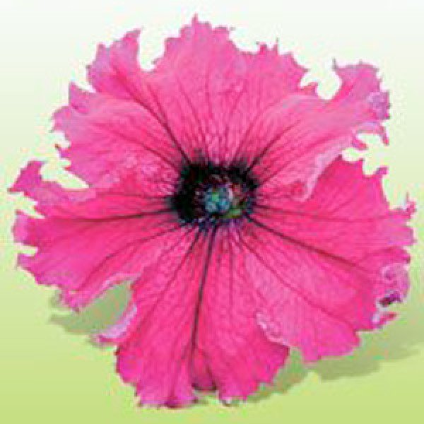 Насіння петунії великоквіткової Кобаяші Ruby /250 драже/ *Kitano Seeds*