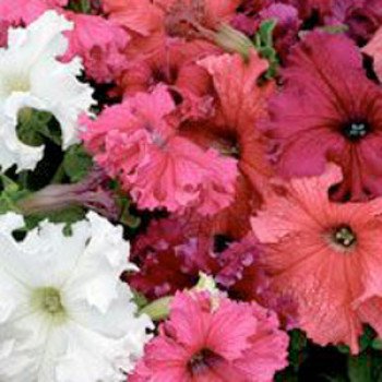 Петуния Кобаяши Formula Mixed /250 драже/ *Kitano Seeds*