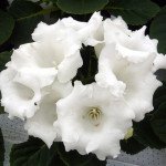 Глоксиния Аванти F1 белая (white) /100 семян (драже)/ *Sakata*