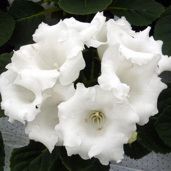 Насіння глоксинії Аванті F1 біла (white) /100 насінин (драже)/ *Sakata*