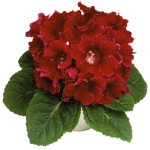 Глоксиния Аванти F1 скарлет (scarlet) /100 семян (драже)/ *Sakata*