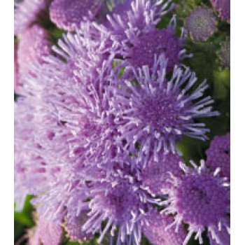 Агератум Принц Blue /250 драже/ *Kitano Seeds*