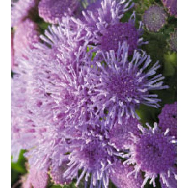 Насіння агератуму Принц Blue /250 драже/ *Kitano Seeds*