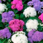 Агератум Принц Mix /250 насінин/ *Kitano Seeds*