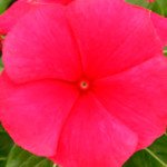 Катарантус Раймонд Red /100 семян/ *Kitano Seeds*