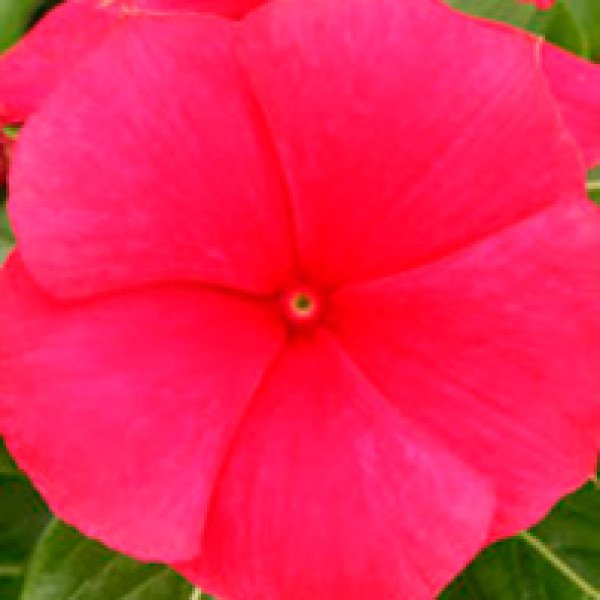 Насіння катарантусу Раймонд Red /100 насінин/ *Kitano Seeds*