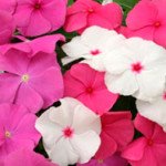 Катарантус Раймонд Formula Mixed /100 насінин/ *Kitano Seeds*