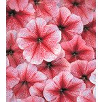 Петунія Амфора Strawberry /500 драже/ *Kitano Seeds*