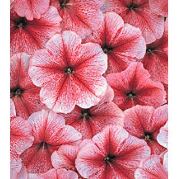 Петуния Амфора Strawberry /1.000 драже/ *Kitano Seeds*