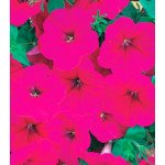 Петунія Амфора Deep Rose /500 драже/ *Kitano Seeds*
