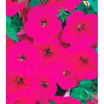 Петуния Амфора Deep Rose /500 драже/ *Kitano Seeds*