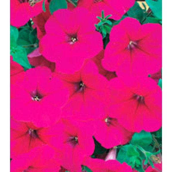 Насіння петунії багатоквіткової Амфора Deep Rose /1.000 драже/ *Kitano Seeds*