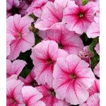 Петуния Амфора Raspberry /1.000 драже/ *Kitano Seeds*