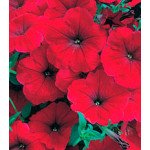 Петунія Амфора Red /500 драже/ *Kitano Seeds*