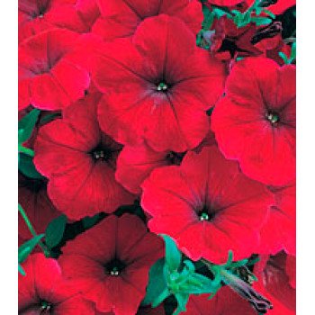 Петуния Амфора Red /1.000 драже/ *Kitano Seeds*