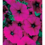 Петуния Амфора Ruby /500 драже/ *Kitano Seeds*