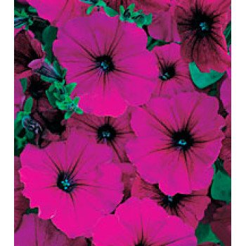 Петуния Амфора Ruby /500 драже/ *Kitano Seeds*