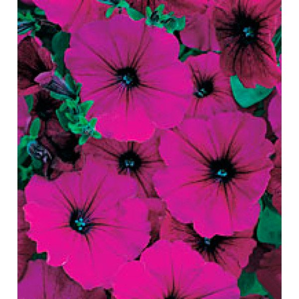 Насіння петунії багатоквіткової Амфора Ruby /500 драже/ *Kitano Seeds*