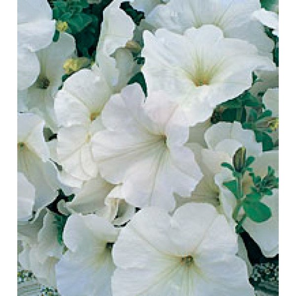 Насіння петунії багатоквіткової Амфора White /500 драже/ *Kitano Seeds*